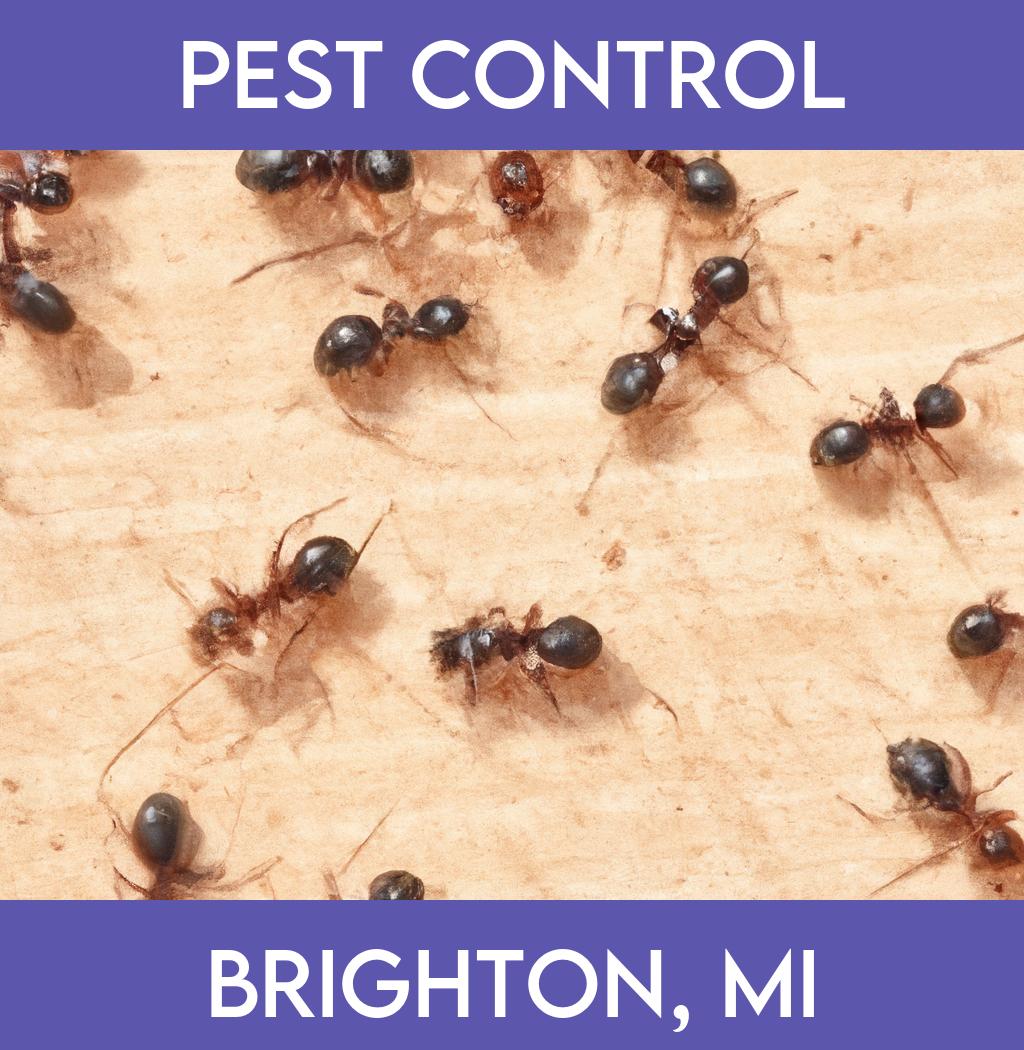 pest control in Brighton Michigan