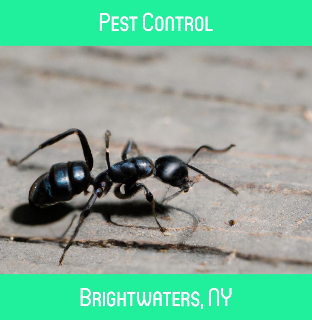 pest control in Brightwaters New York
