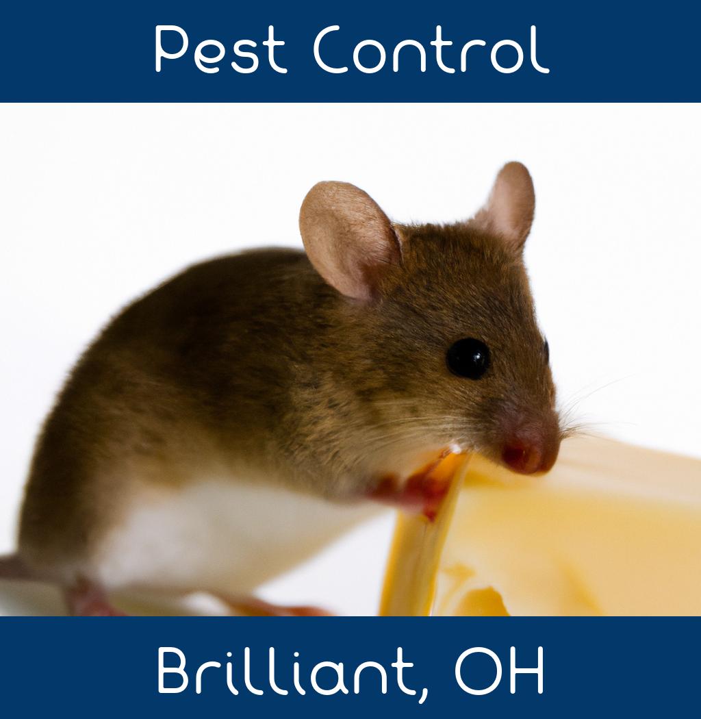 pest control in Brilliant Ohio