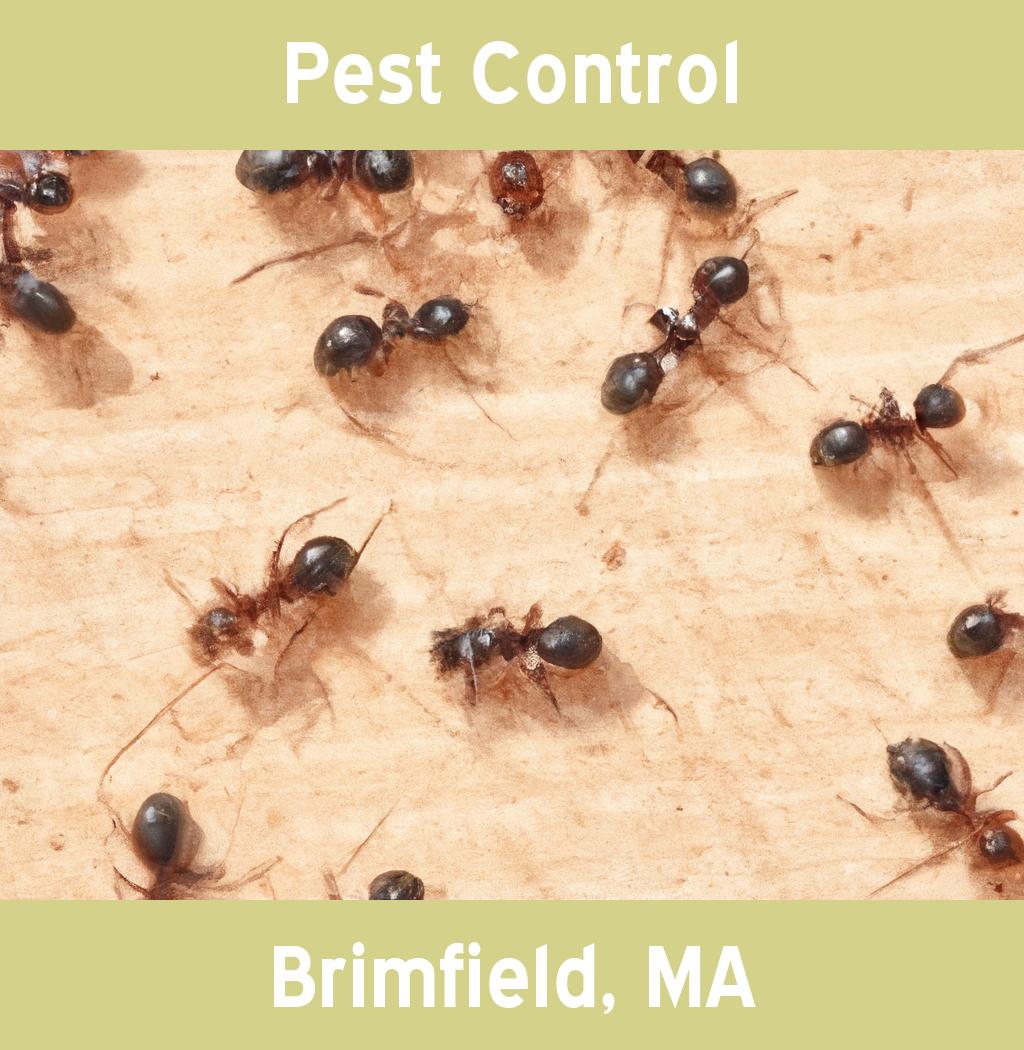 pest control in Brimfield Massachusetts