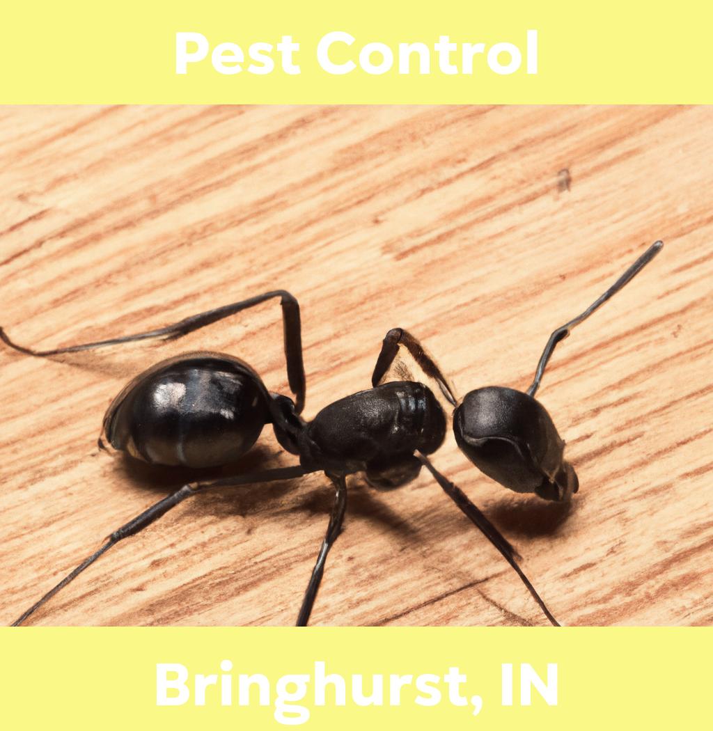 pest control in Bringhurst Indiana