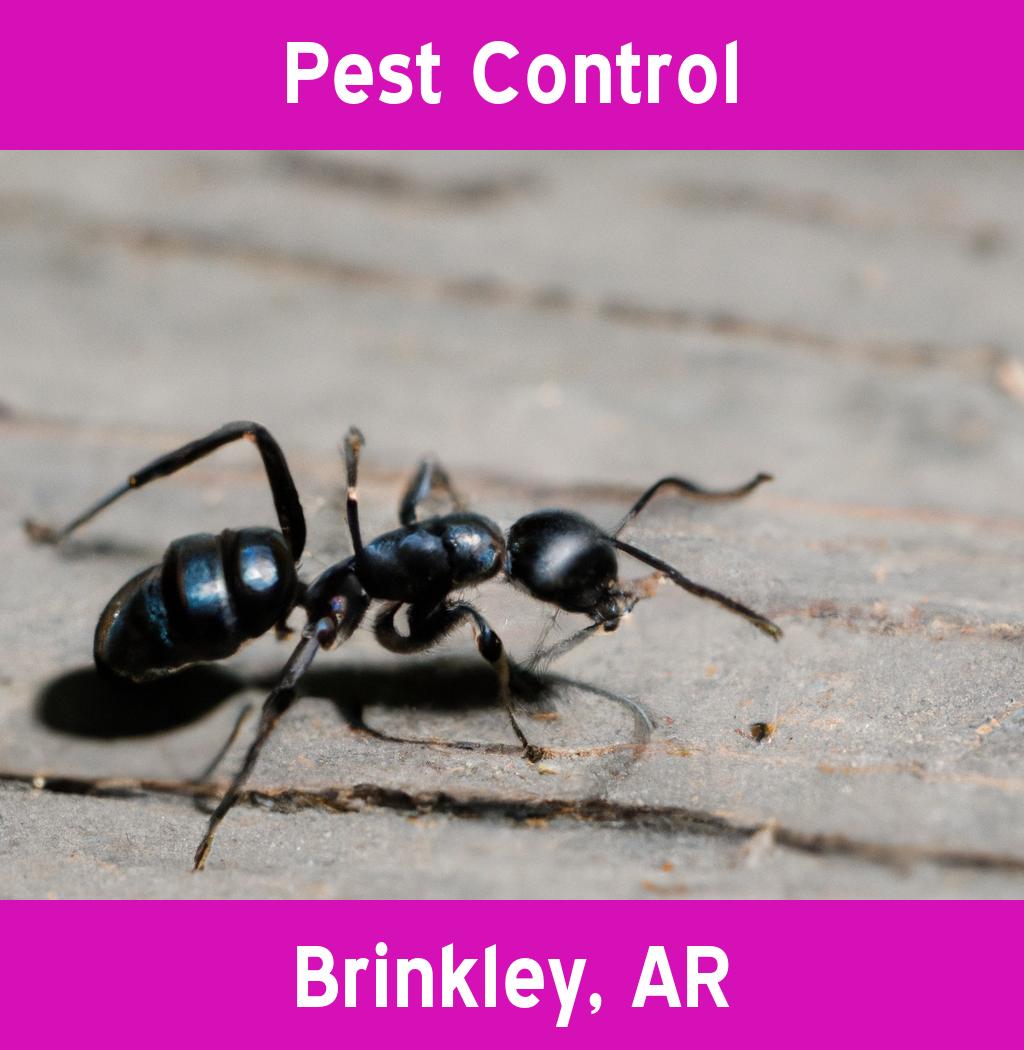 pest control in Brinkley Arkansas