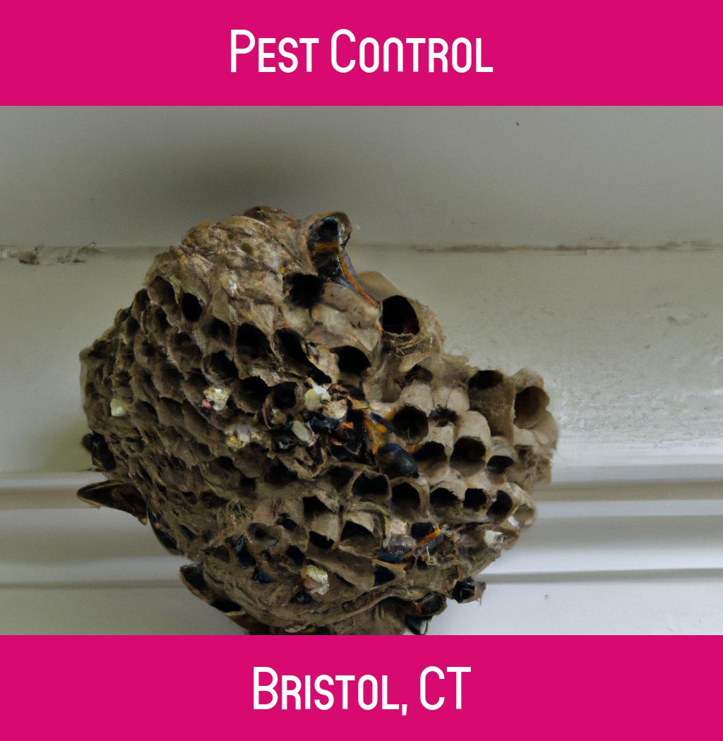 pest control in Bristol Connecticut