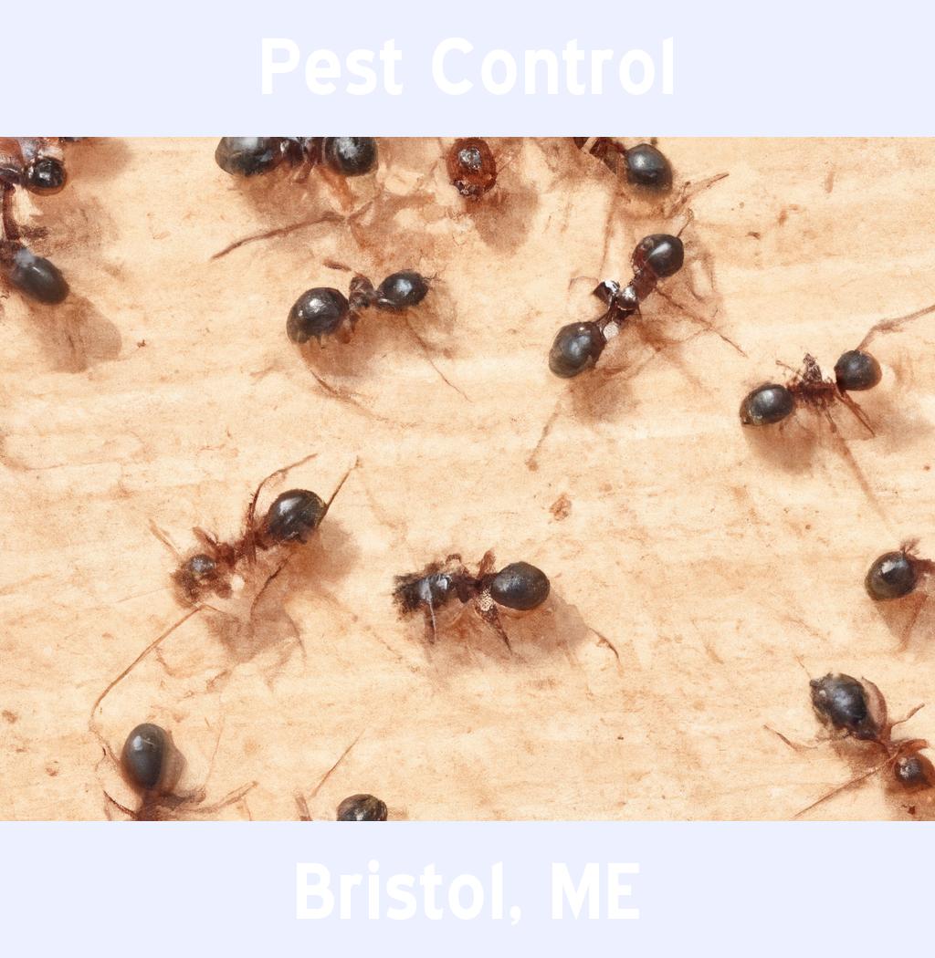 pest control in Bristol Maine