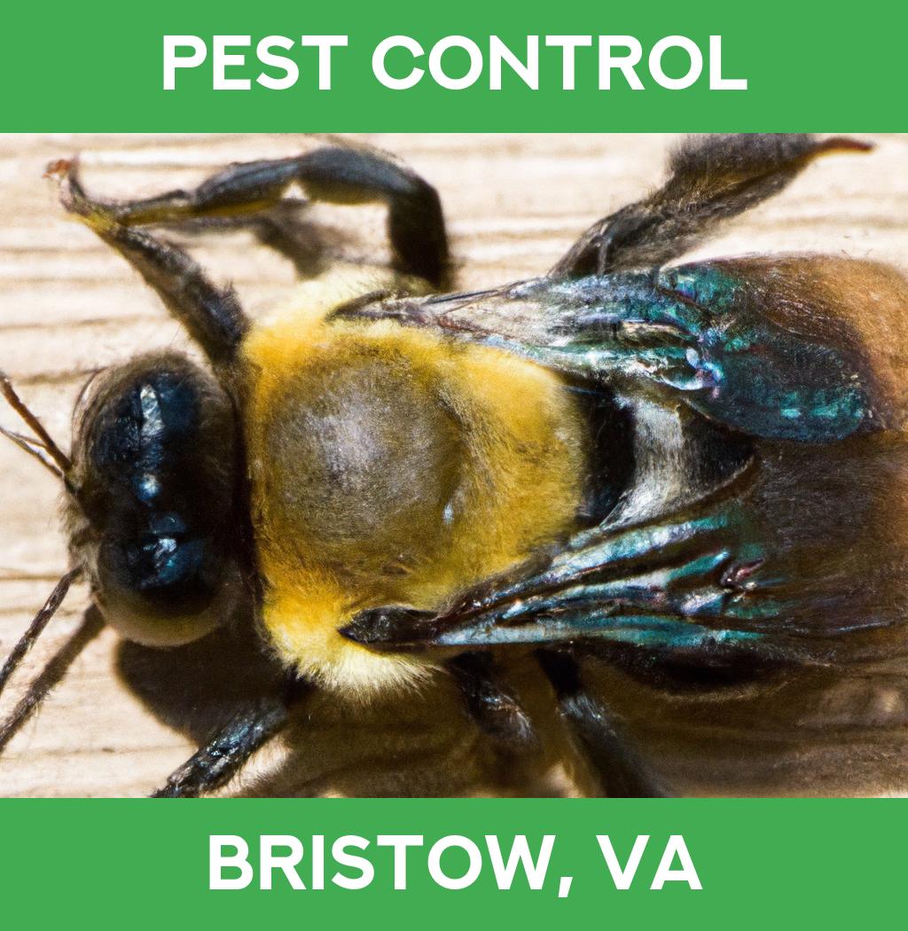 pest control in Bristow Virginia