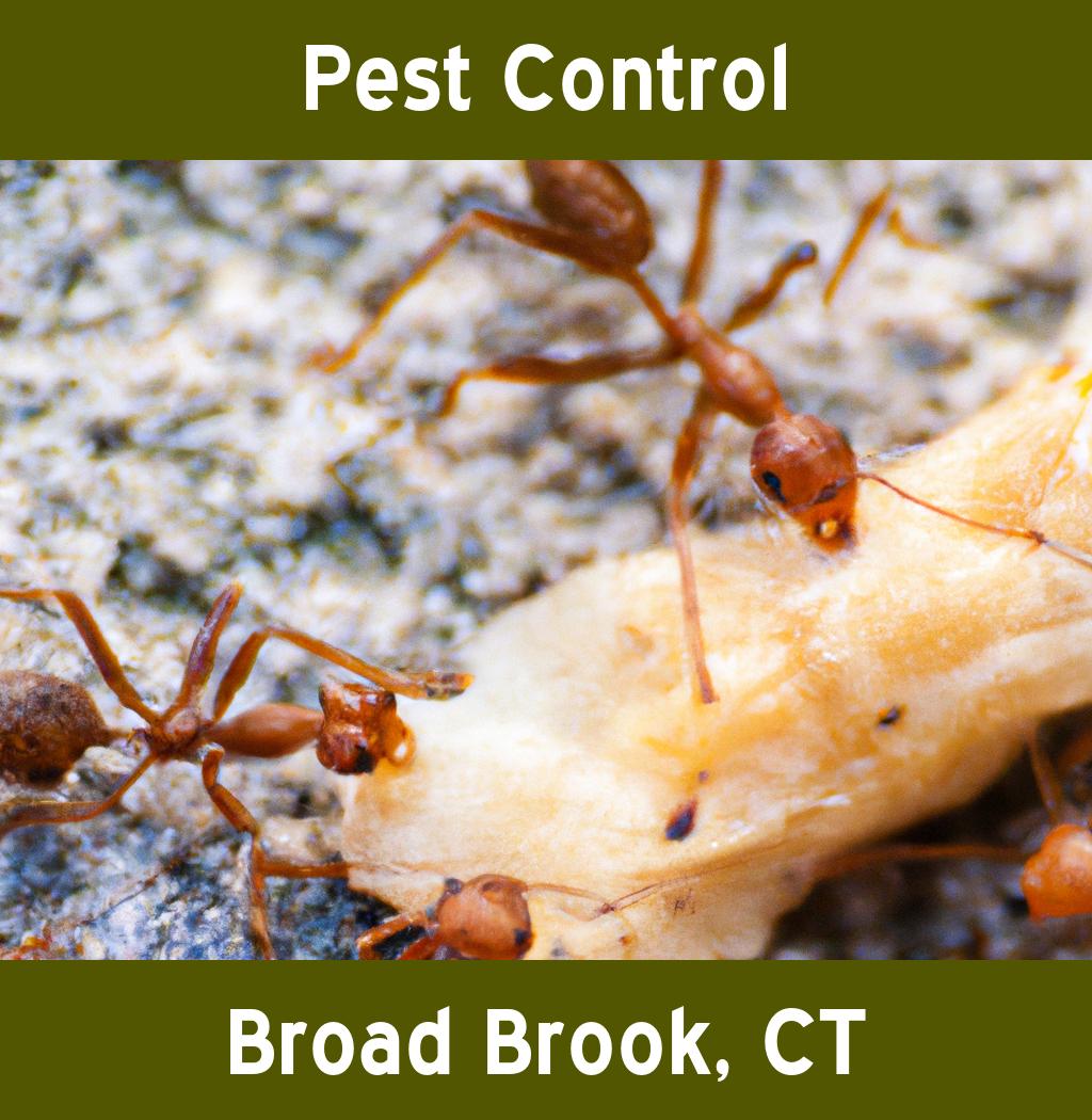 pest control in Broad Brook Connecticut