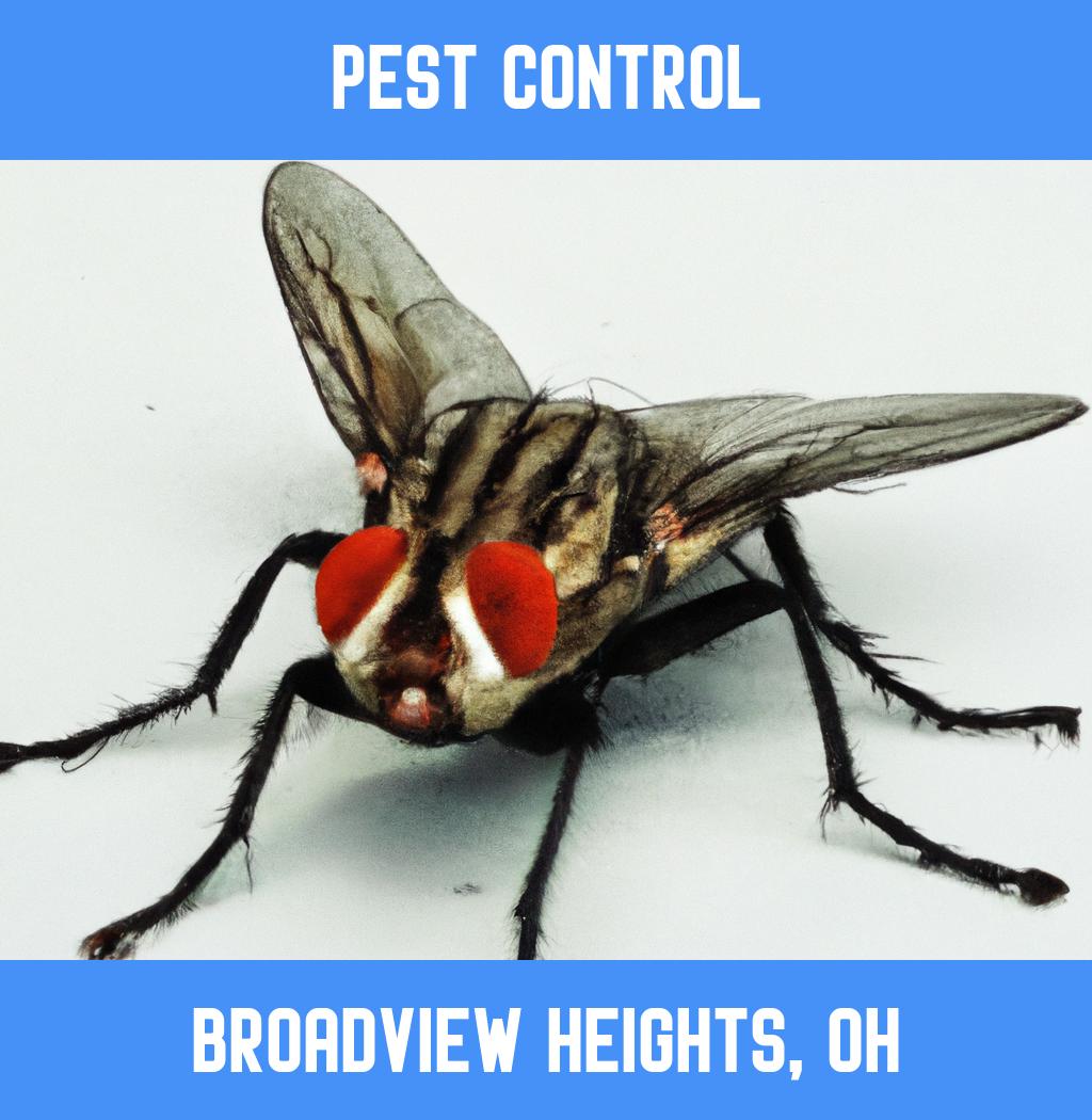 pest control in Broadview Heights Ohio