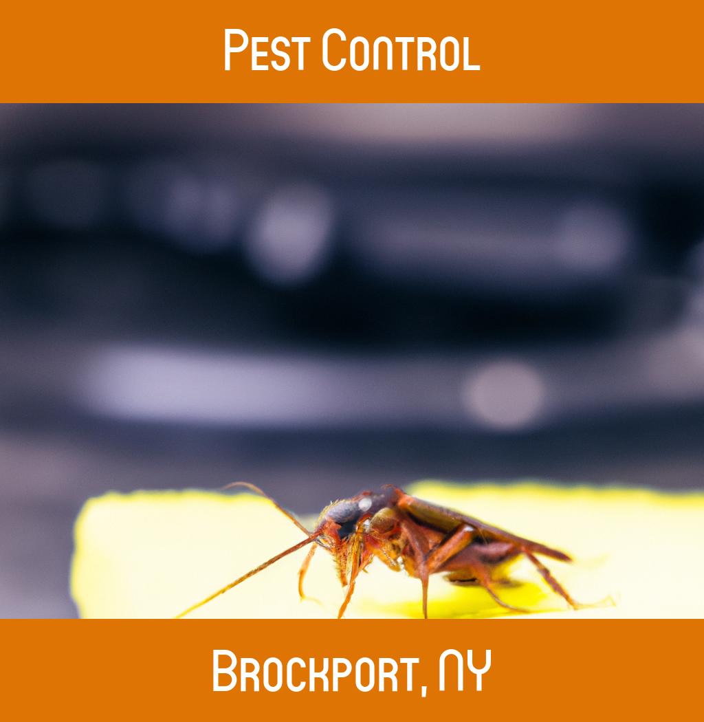 pest control in Brockport New York