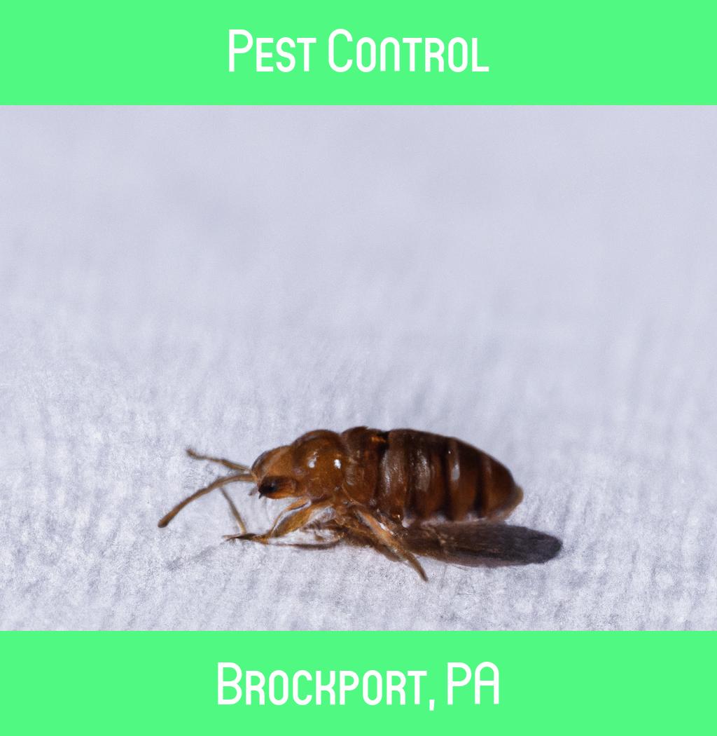 pest control in Brockport Pennsylvania