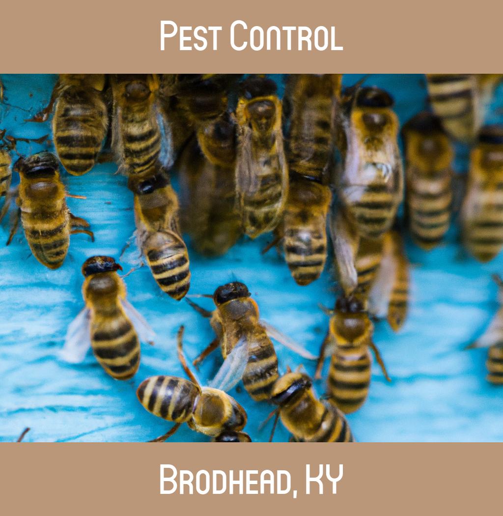 pest control in Brodhead Kentucky