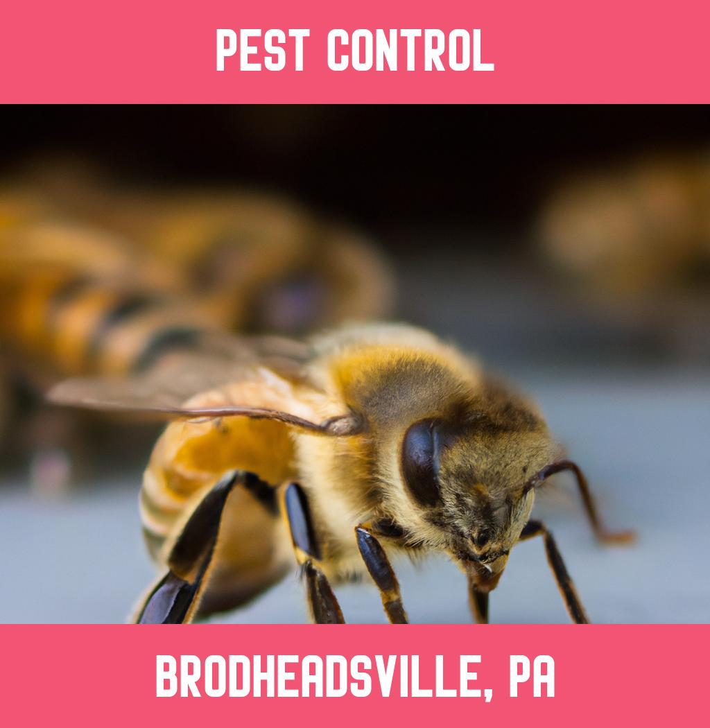 pest control in Brodheadsville Pennsylvania