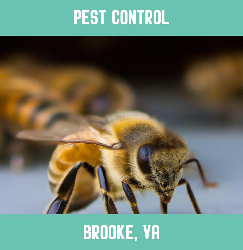 pest control in Brooke Virginia