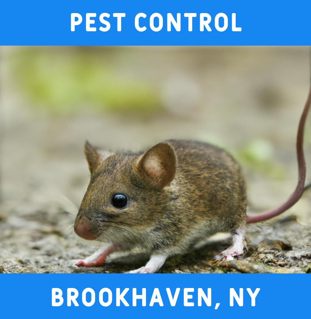 pest control in Brookhaven New York
