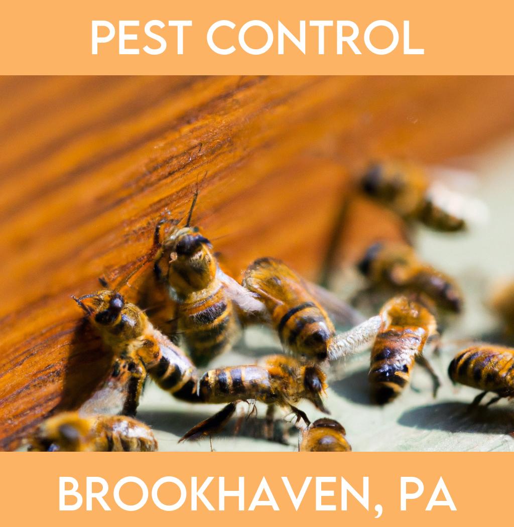 pest control in Brookhaven Pennsylvania