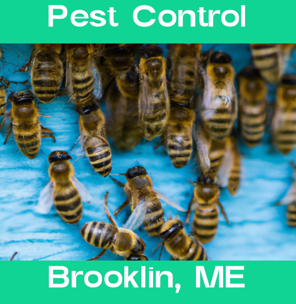pest control in Brooklin Maine