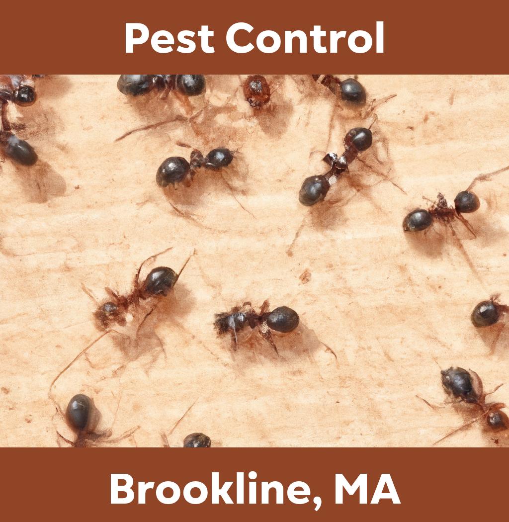 pest control in Brookline Massachusetts