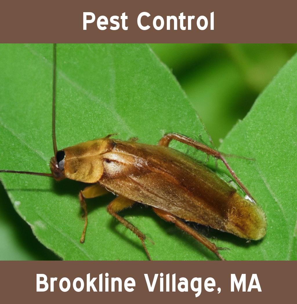 pest control in Brookline Village Massachusetts