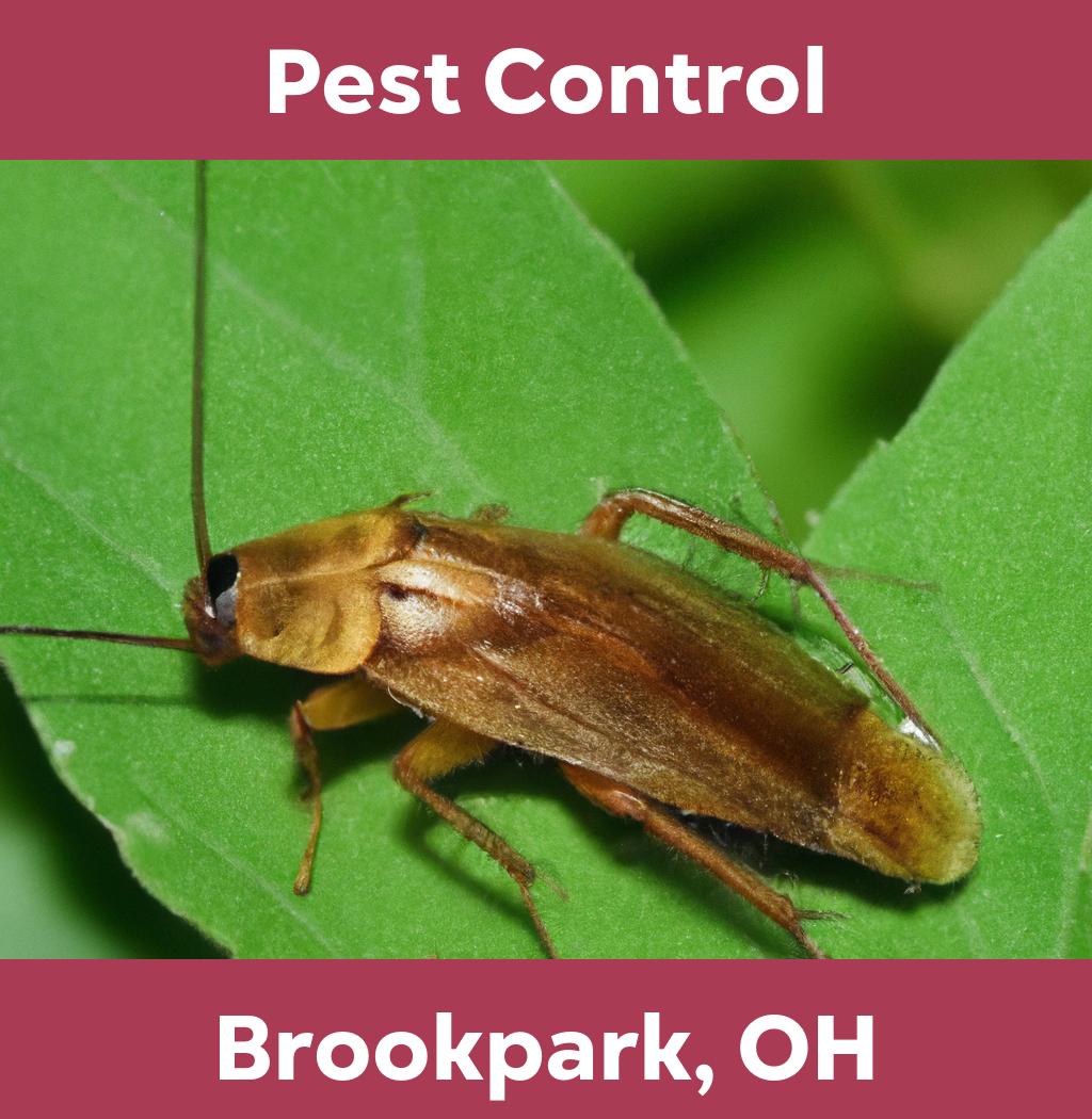 pest control in Brookpark Ohio