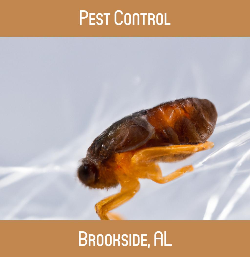 pest control in Brookside Alabama