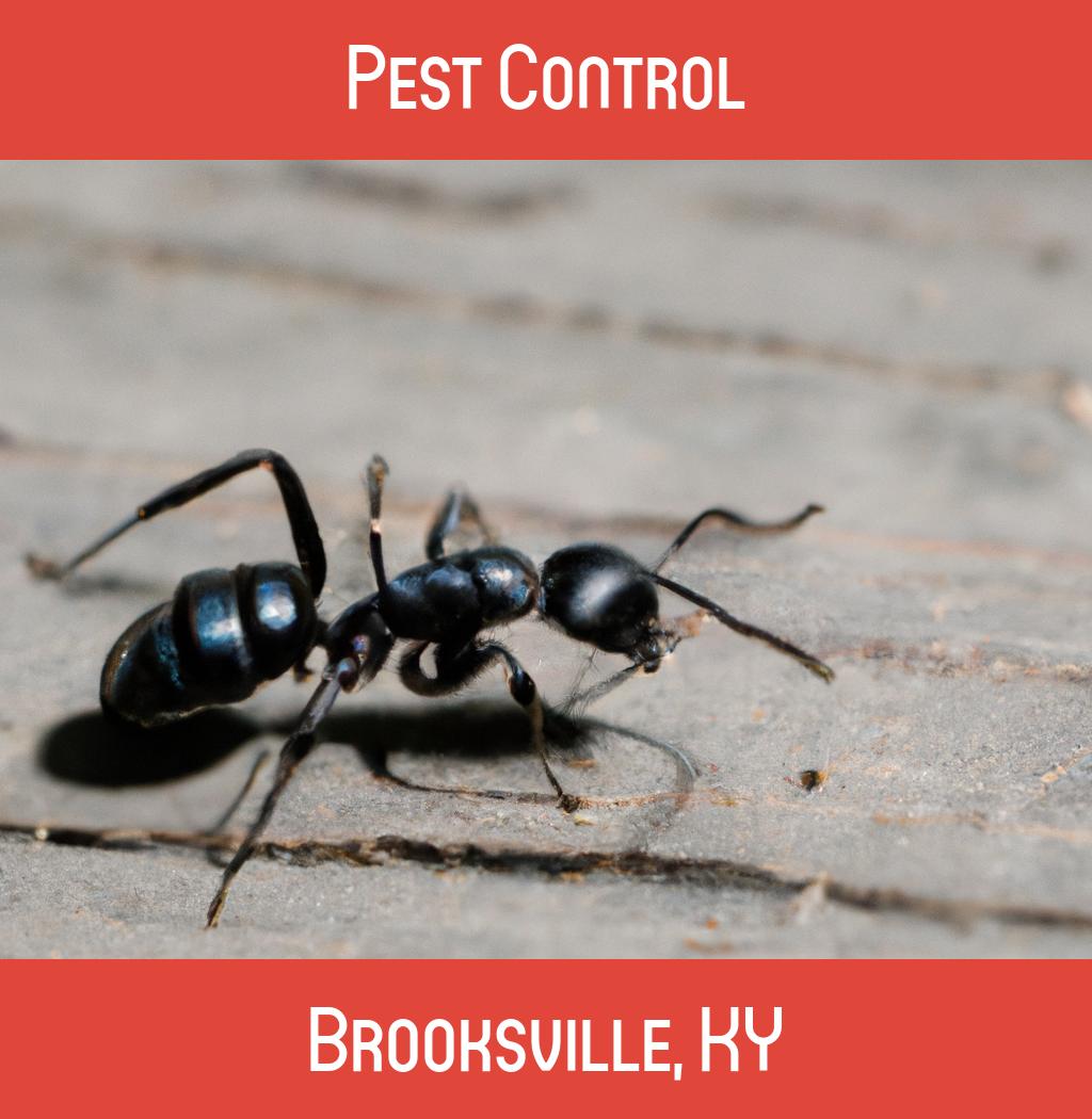 pest control in Brooksville Kentucky
