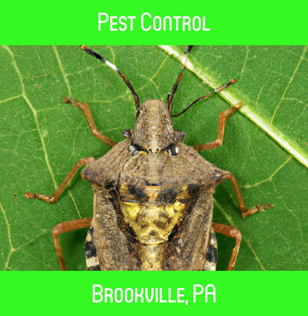 pest control in Brookville Pennsylvania