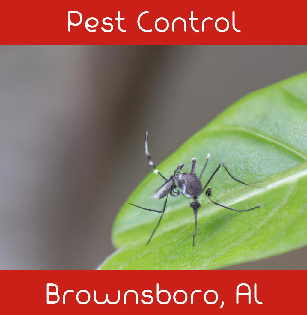 pest control in Brownsboro Alabama