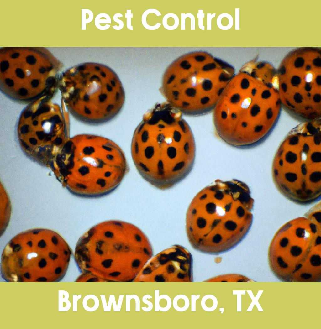 pest control in Brownsboro Texas