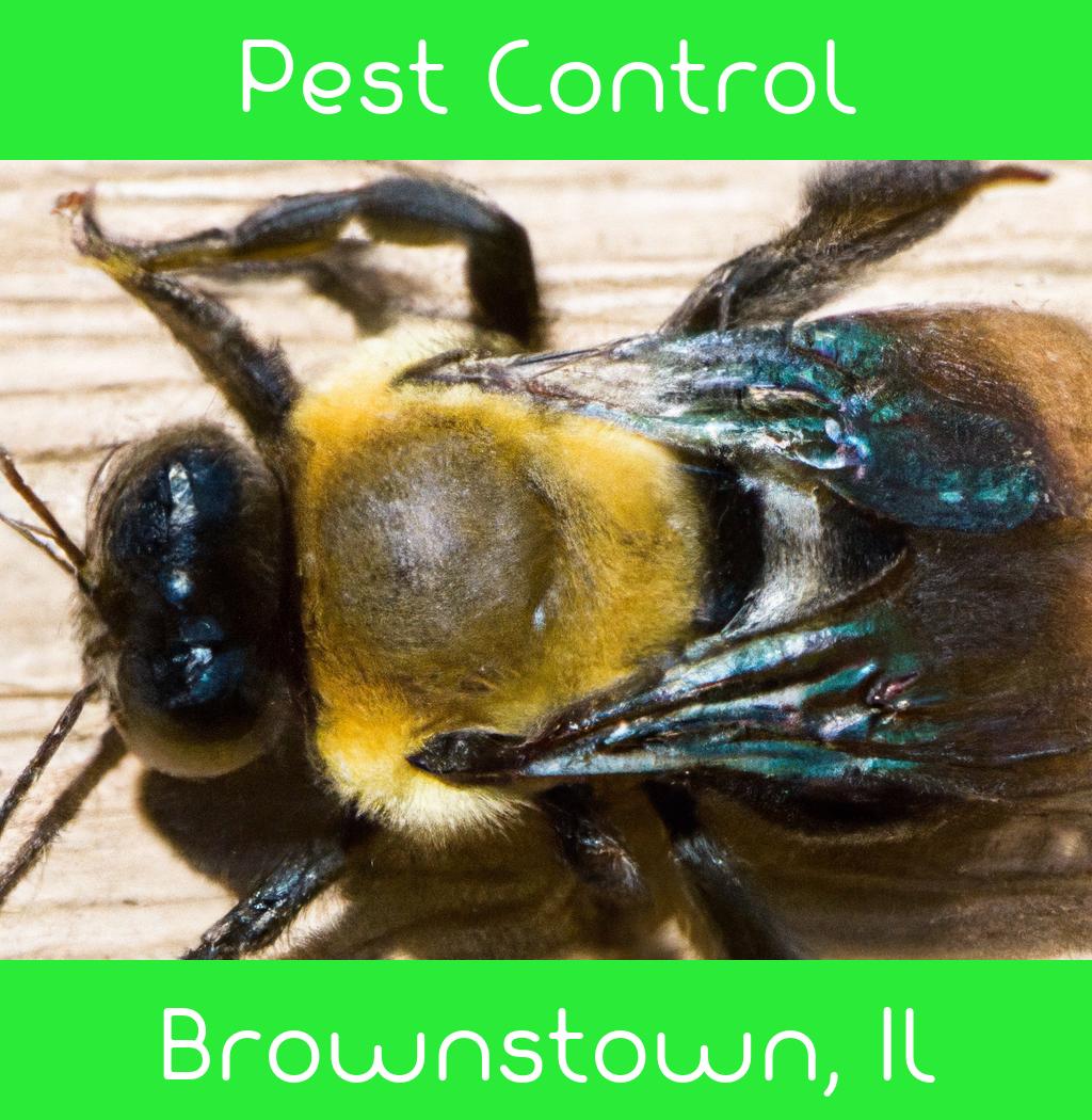 pest control in Brownstown Illinois