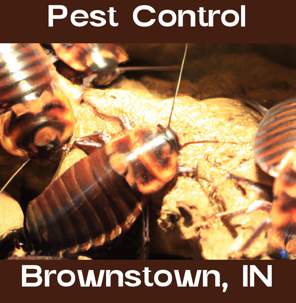 pest control in Brownstown Indiana