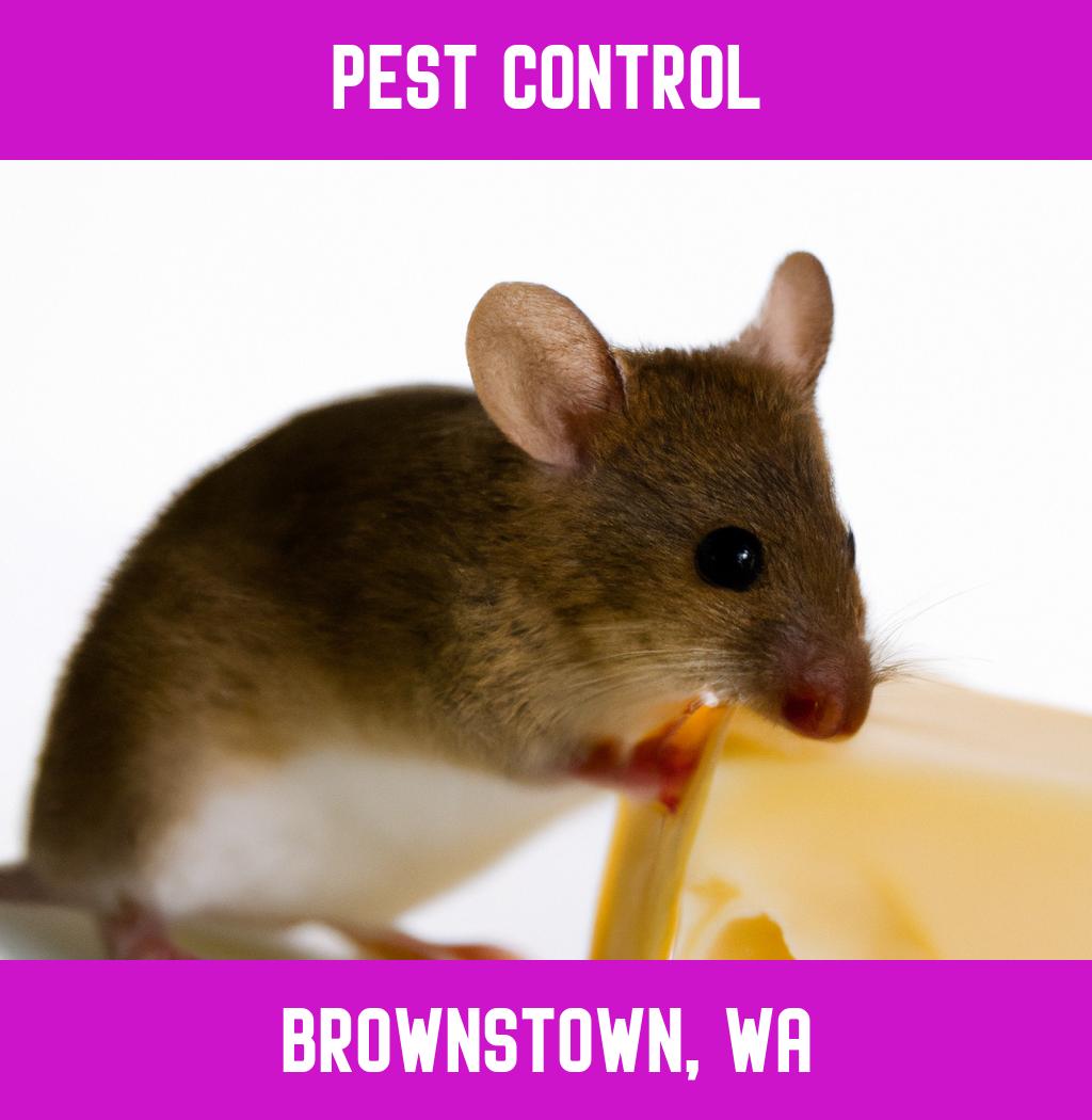 pest control in Brownstown Washington