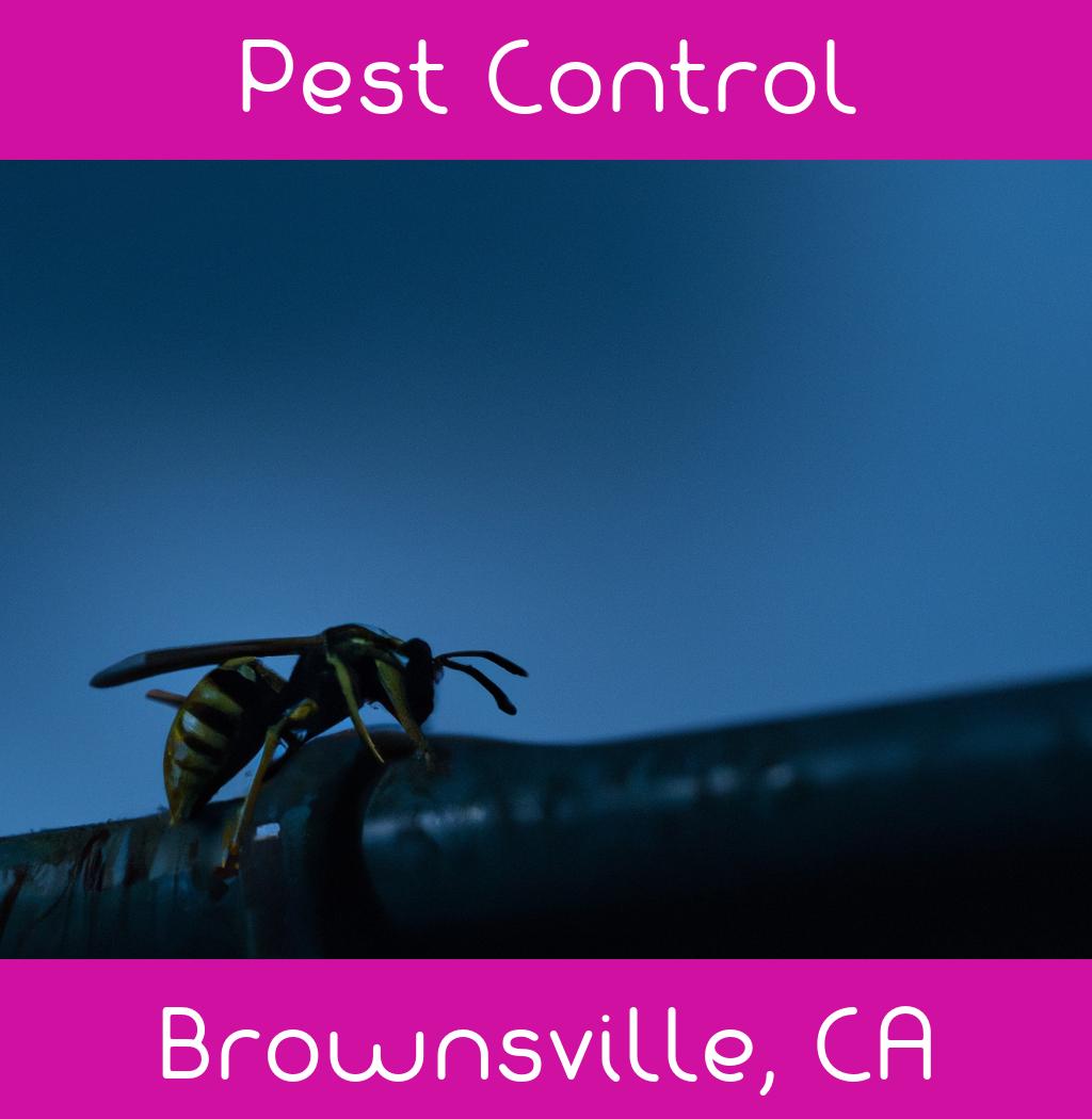 pest control in Brownsville California
