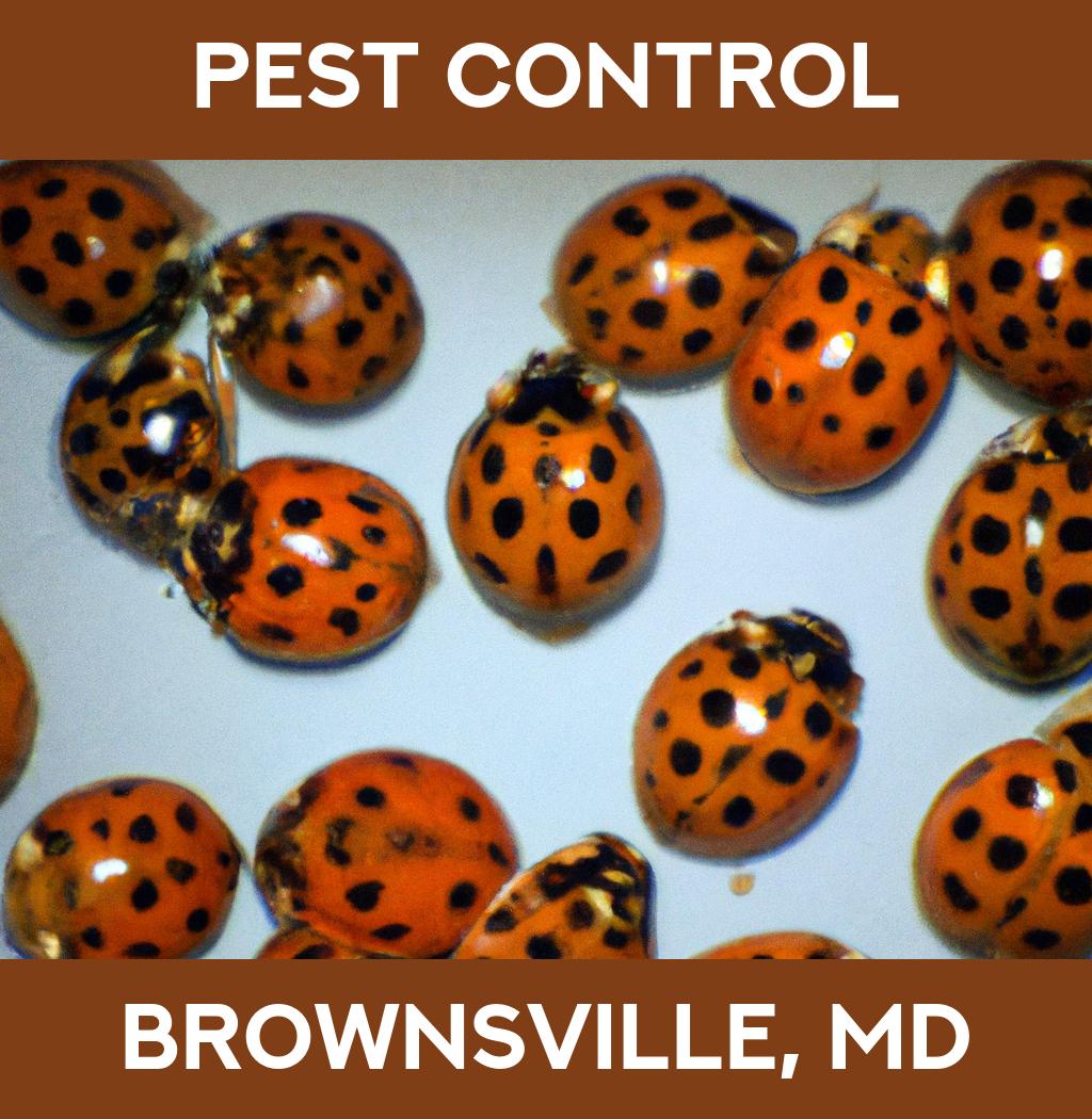 pest control in Brownsville Maryland