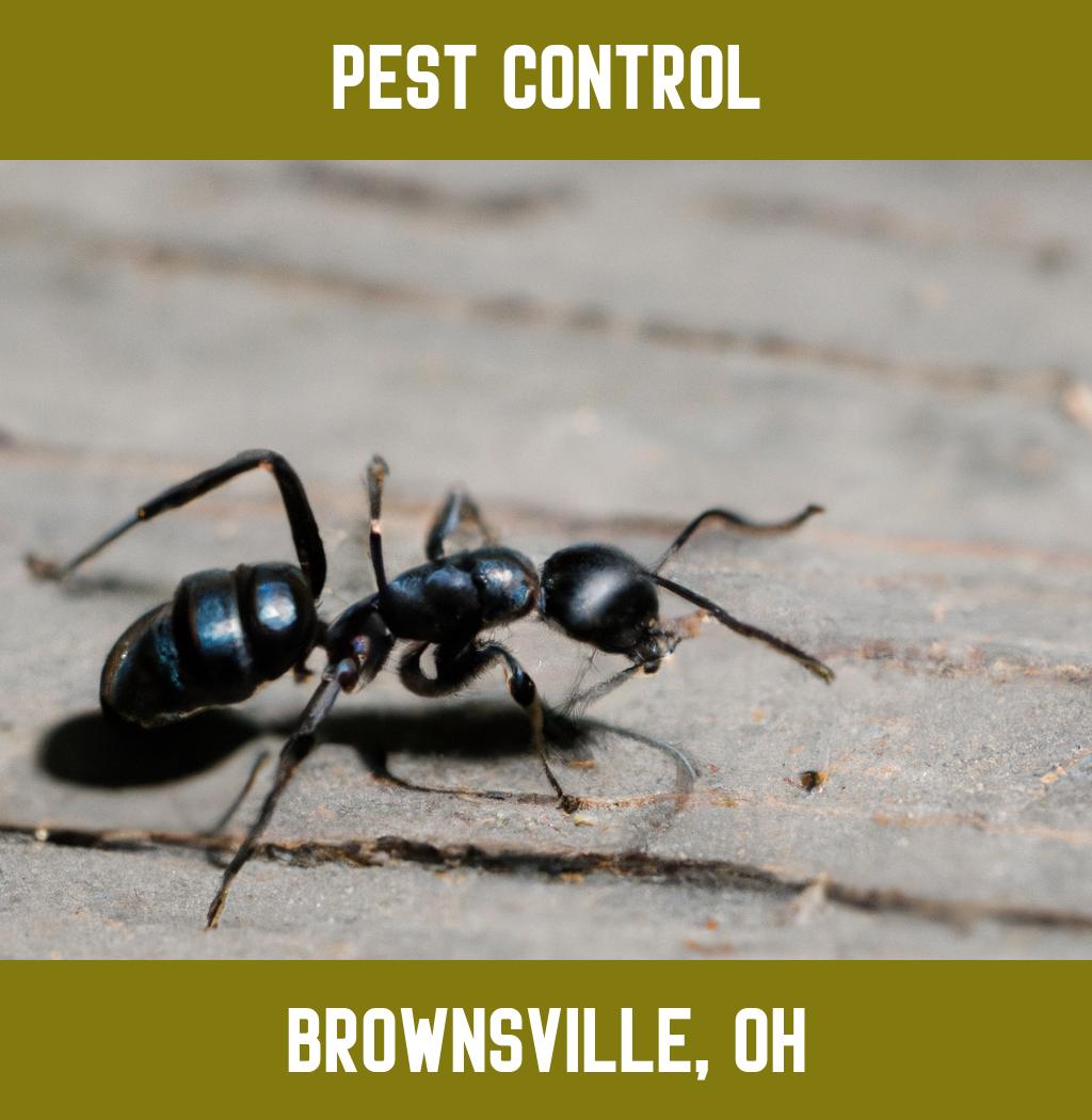 pest control in Brownsville Ohio