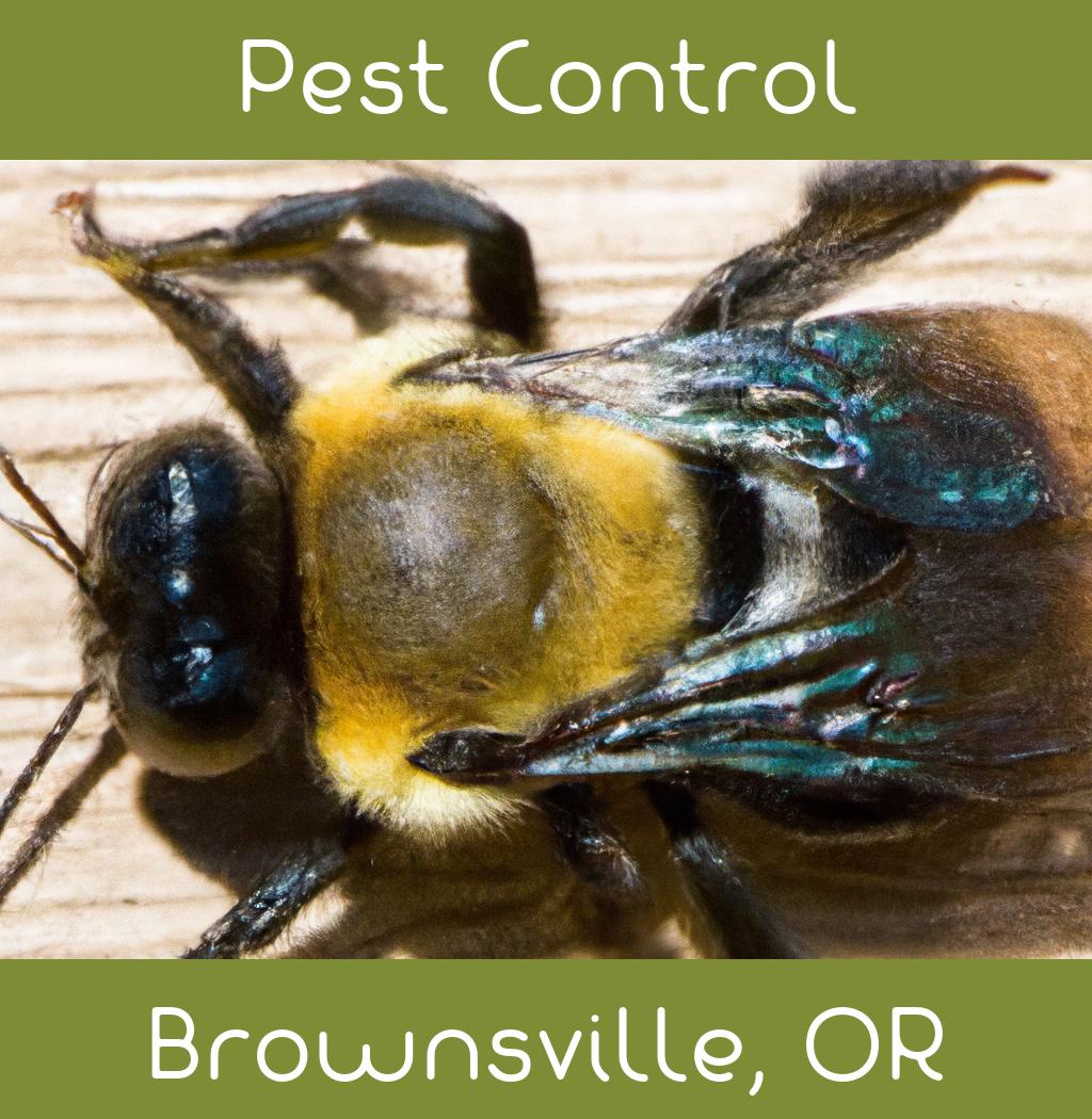 pest control in Brownsville Oregon