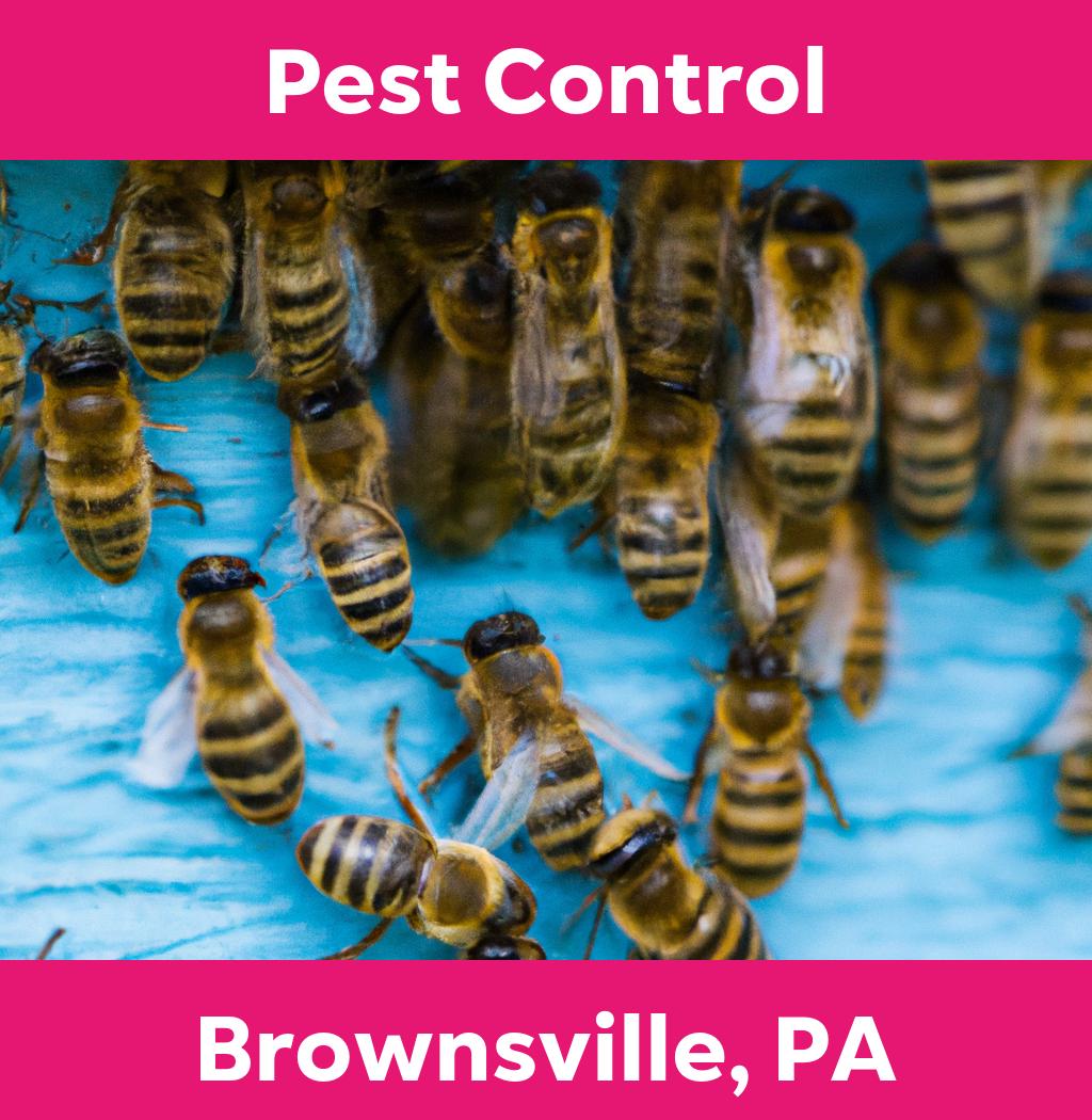 pest control in Brownsville Pennsylvania