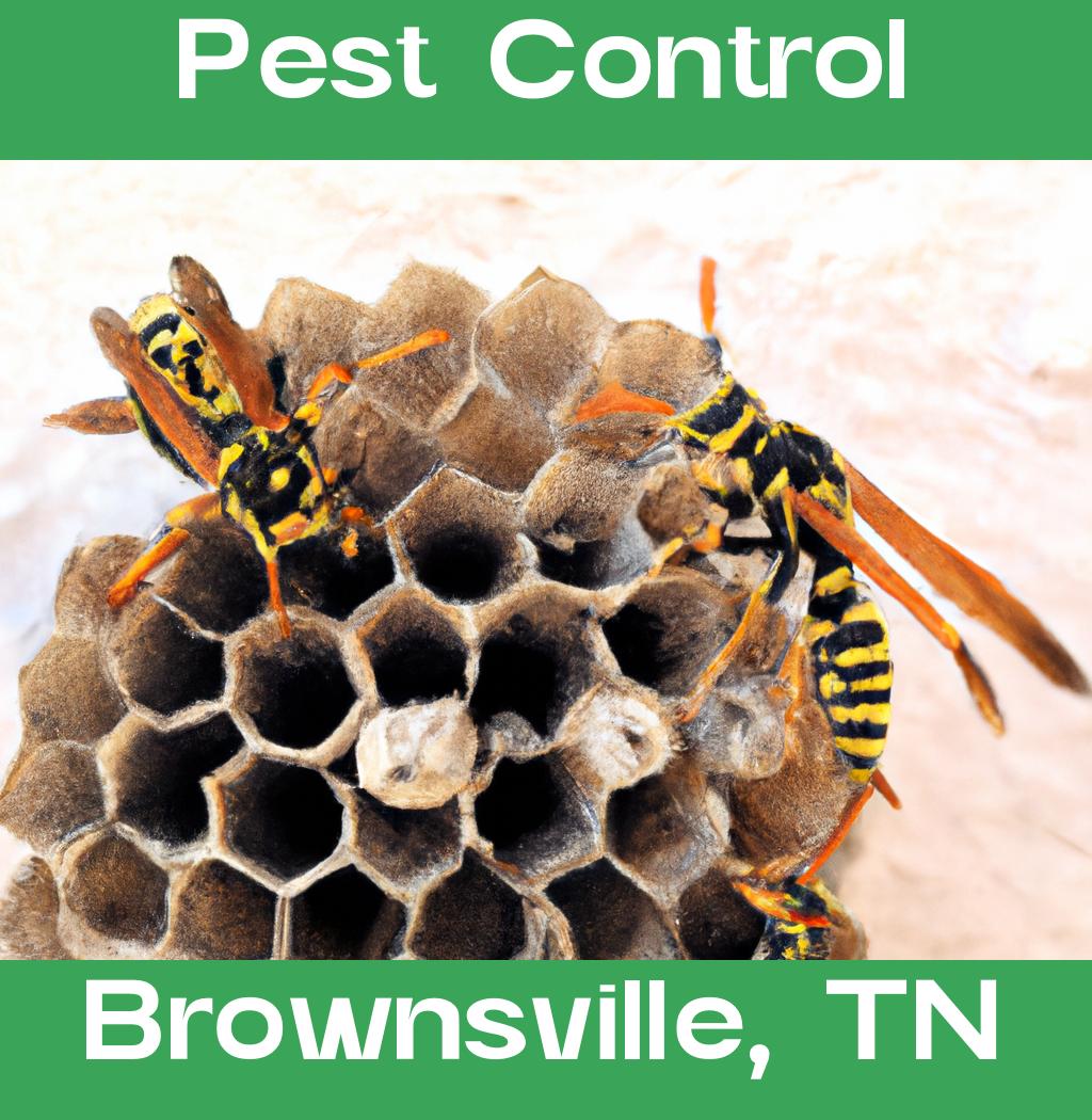 pest control in Brownsville Tennessee