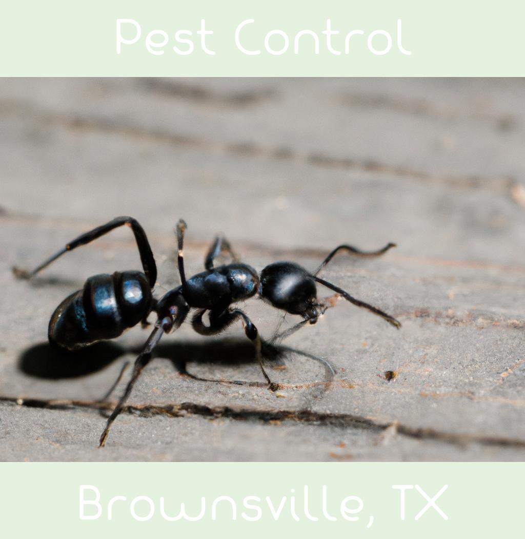 pest control in Brownsville Texas