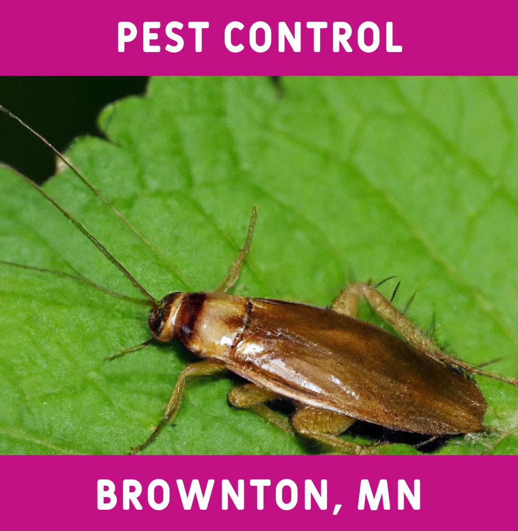 pest control in Brownton Minnesota