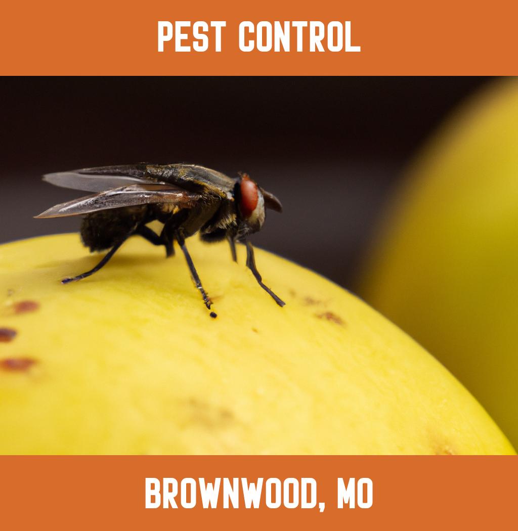 pest control in Brownwood Missouri