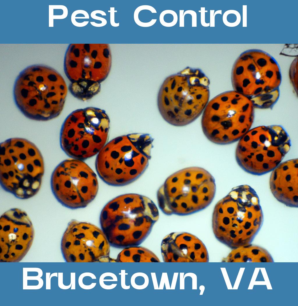 pest control in Brucetown Virginia