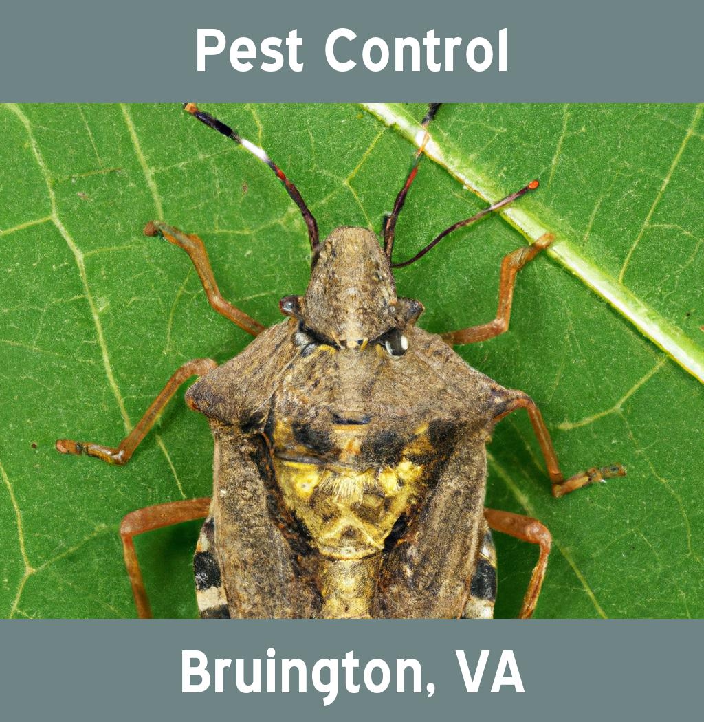 pest control in Bruington Virginia