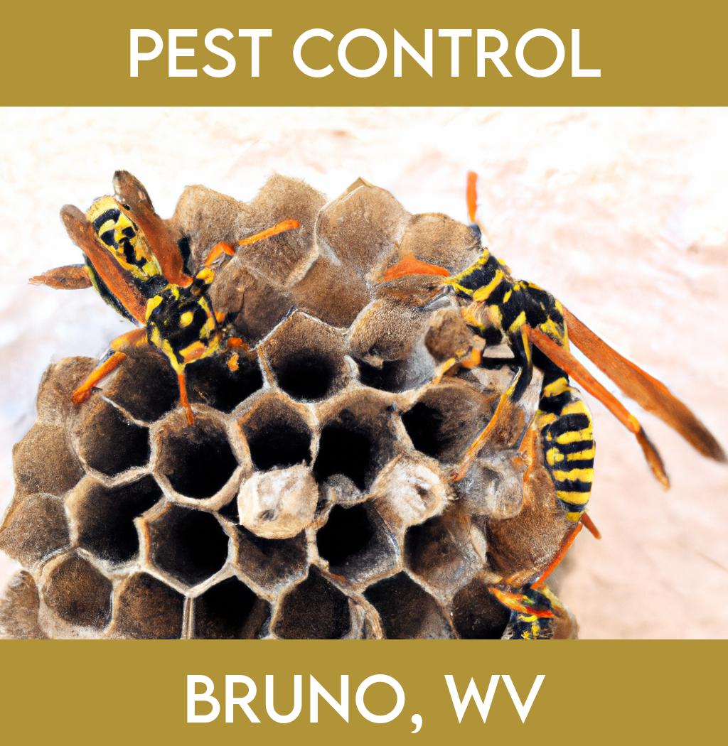 pest control in Bruno West Virginia
