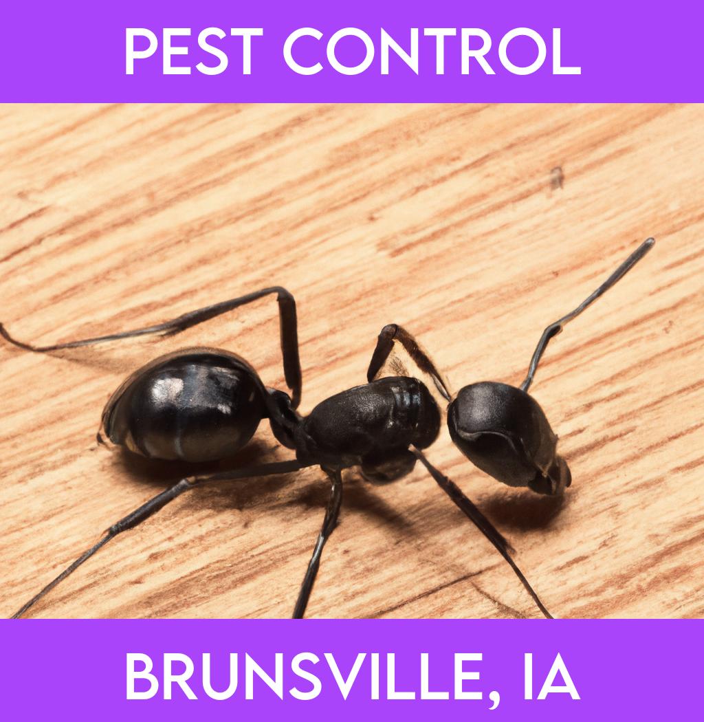 pest control in Brunsville Iowa