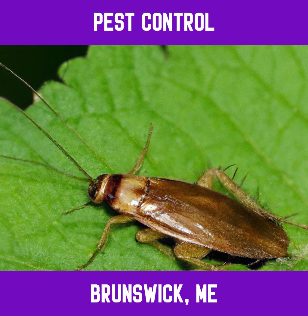 pest control in Brunswick Maine