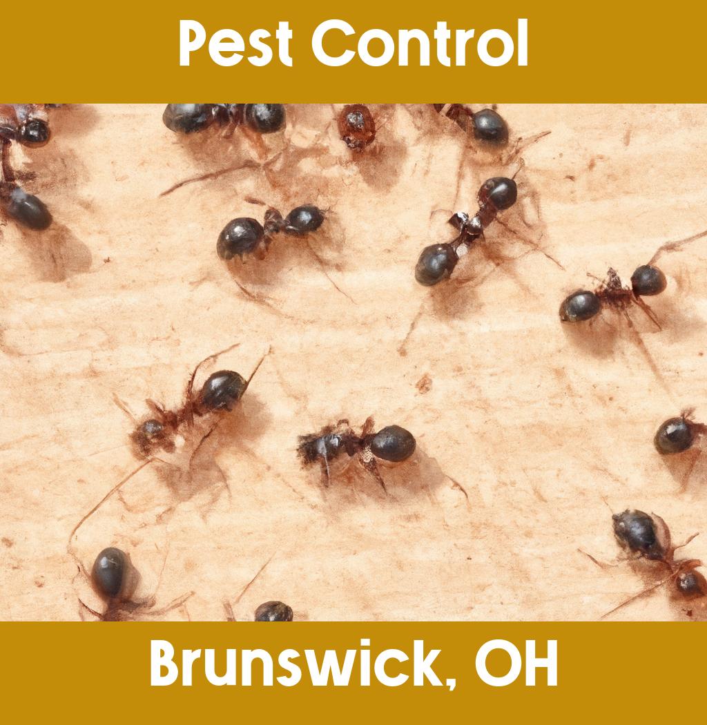 pest control in Brunswick Ohio