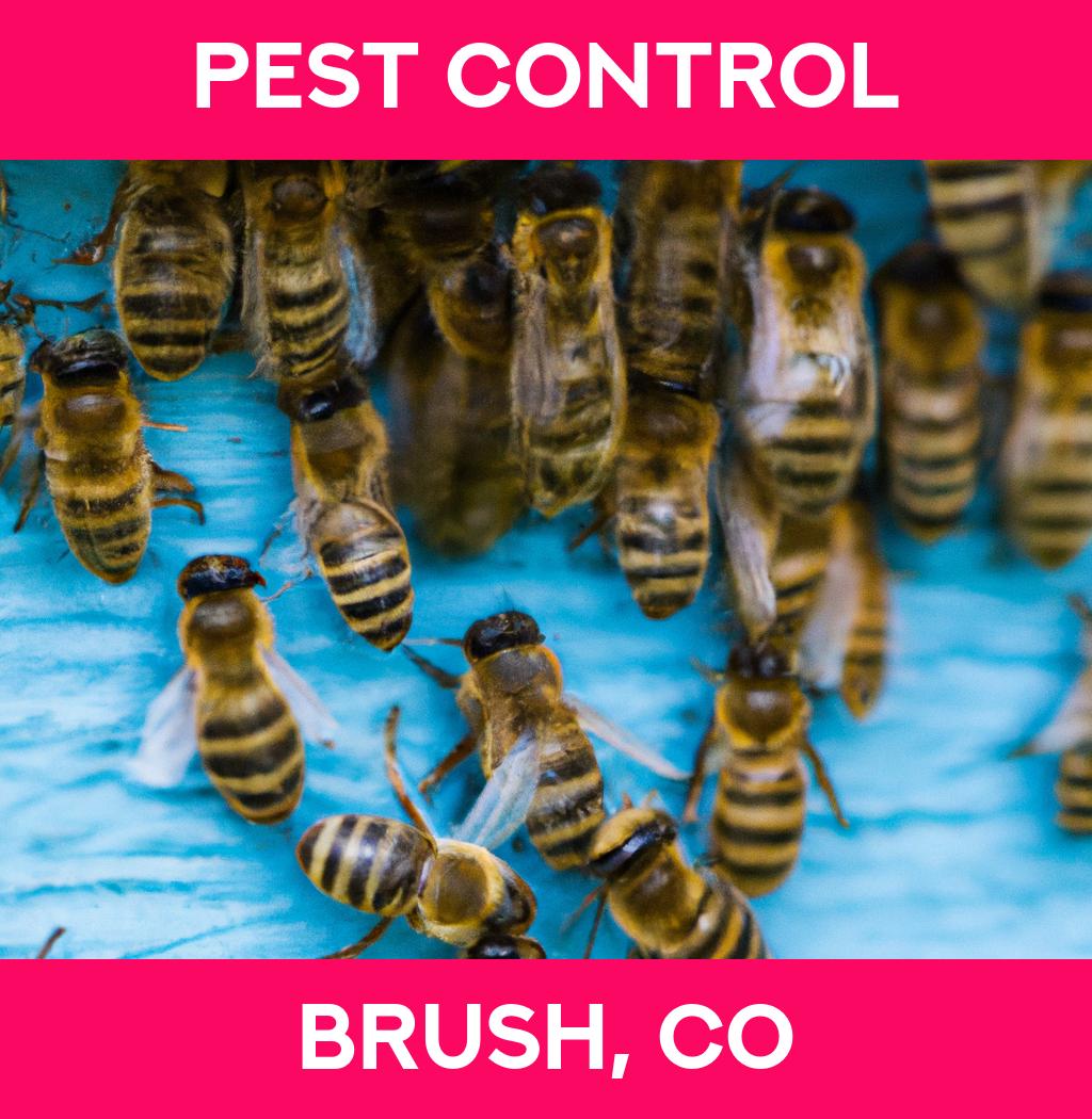 pest control in Brush Colorado