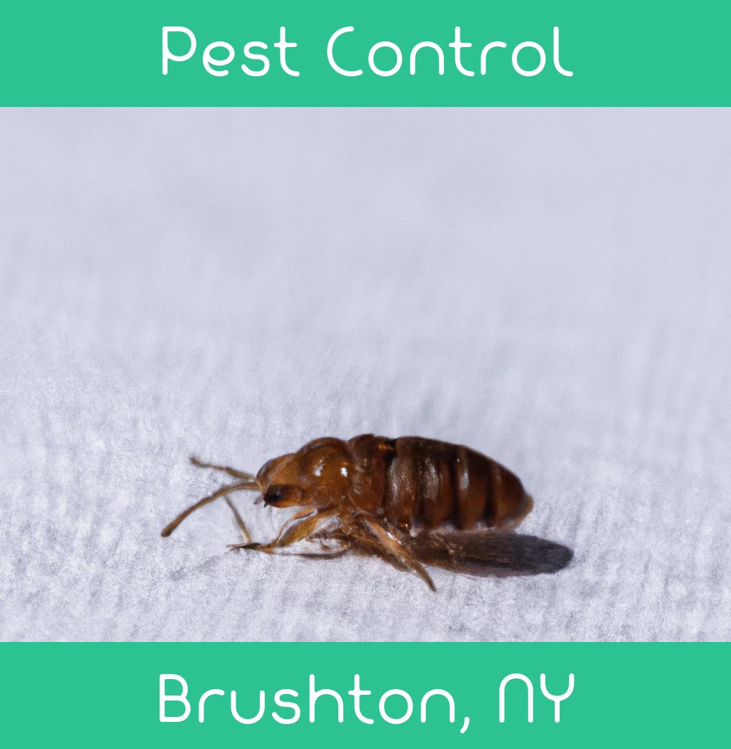 pest control in Brushton New York