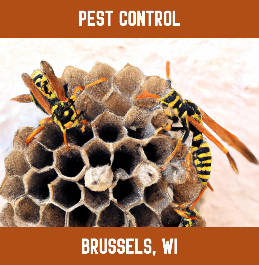 pest control in Brussels Wisconsin