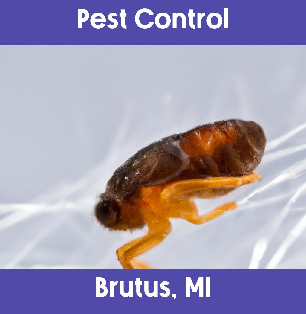 pest control in Brutus Michigan
