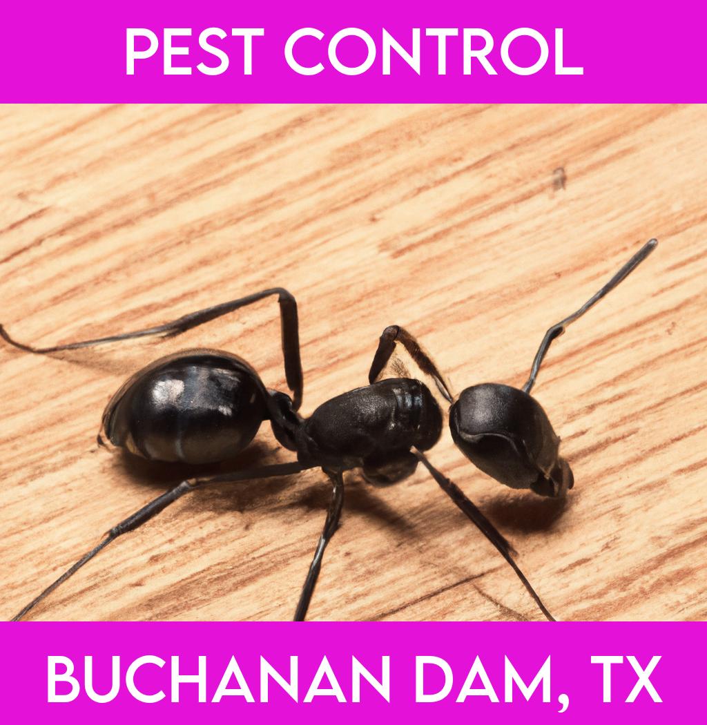pest control in Buchanan Dam Texas